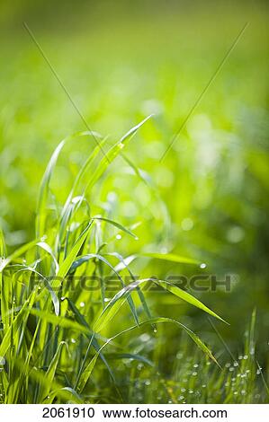 Close Up Of Wheat In Field, Saskatchewan, Canada View Large Photo Image Stock Image - Close Up Of Wheat In Field, Saskatchewan, Canada. Fotosearch