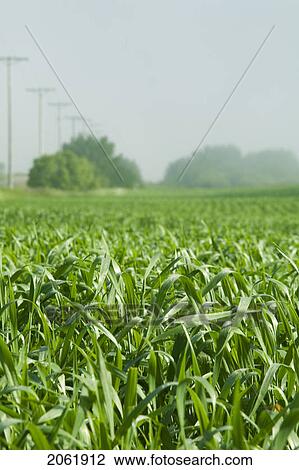 Close Up Of Wheat In Field, Saskatchewan, Canada View Large Photo Image Stock Image - Close Up Of Wheat In Field, Saskatchewan, Canada. Fotosearch