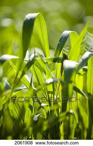 Close Up Of Wheat In Field, Saskatchewan, Canada View Large Photo Image Stock Photo - Close Up Of Wheat In Field, Saskatchewan, Canada. Fotosearch