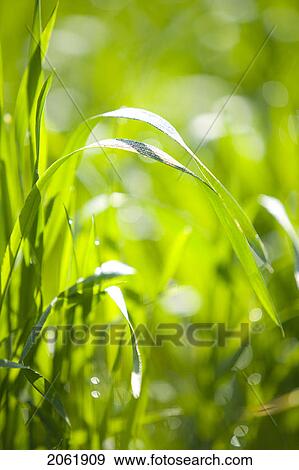 Stock Photo - Close Up Of Wheat In Field, Saskatchewan, Canada. Fotosearch