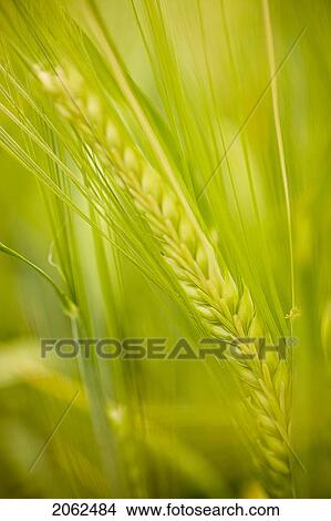Close-Up Of Wheat, Saskatchewan, Canada View Large Photo Image Picture - Close-Up Of Wheat, Saskatchewan, Canada. Fotosearch