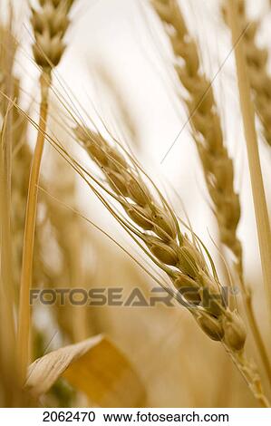 Stock Image - Close-Up Of Wheat, Saskatchewan, Canada. Fotosearch