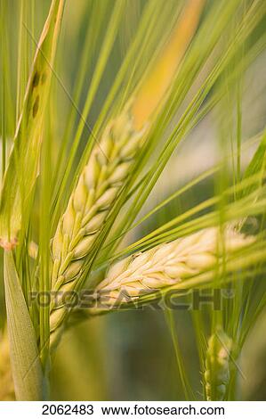 Close-Up Of Wheat, Saskatchewan, Canada View Large Photo Image Stock Image - Close-Up Of Wheat, Saskatchewan, Canada. Fotosearch
