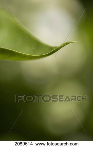 Close-Up Of White Lilac Leaf View Large Photo Image Picture - Close-Up Of White Lilac Leaf. Fotosearch