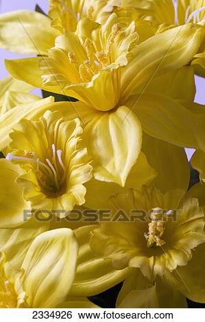 Stock Photograph - Close up of yellow daffodils; Calgary alberta canada. Fotosearch