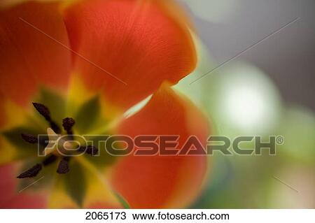 Close-Up Orange Tulip View Large Photo Image Stock Image - Close-Up Orange Tulip. Fotosearch