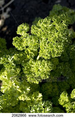 Stock Photograph - Close-Up Organic Parsley, Manitoba, Canada. Fotosearch