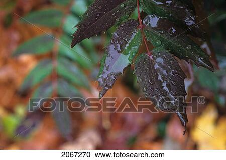 Close-Up Wet Leaves In Autumn View Large Photo Image Stock Image - Close-Up Wet Leaves In Autumn. Fotosearch