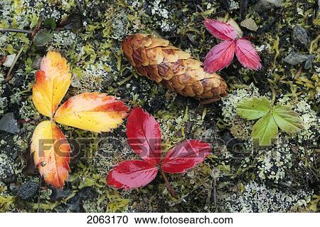 Closeup Of Strawberry Leaves And Lodgepole Pine Cone On Forest Floor, Kananaskis Country, Alberta, Canada View Large Photo Image Stock Image - Closeup Of Strawberry Leaves And Lodgepole Pine Cone On Forest Floor, Kananaskis Country, Alberta, Canada. Fotosearch