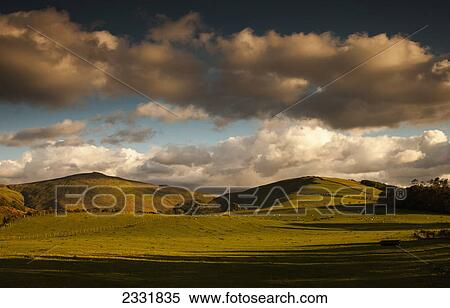 Clouds casting shadows on a hilly landscape with sheep grazing on the hillside; Northumberland england View Large Photo Image Stock Photography - Clouds casting shadows on a hilly landscape with sheep grazing on the hillside; Northumberland england. Fotosearch