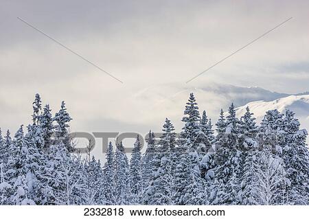 Clouds clearing from the Kenai Mountains above Turnagain Pass after a winter snow storm, fresh snow in the trees, early morning sun, Turnagain Pass, Chugach National Forest, Southcentral Alaska, USA. View Large Photo Image Stock Photo - Clouds clearing from the Kenai Mountains above Turnagain Pass after a winter snow storm, fresh snow in the trees, early morning sun, Turnagain Pass, Chugach National Forest, Southcentral Alaska, USA.. Fotosearch