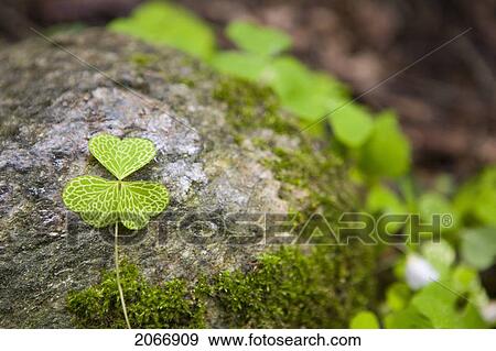 Clover, Chamonix, France View Large Photo Image Stock Photo - Clover, Chamonix, France. Fotosearch
