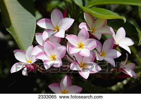Stock Photography - Cluster of light pink plumerias; Honolulu oahu hawaii united states of america. Fotosearch