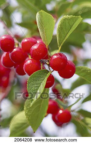 Cluster Of Red Cherries On The Tree, Ontario View Large Photo Image Stock Photo - Cluster Of Red Cherries On The Tree, Ontario. Fotosearch