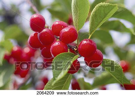 Cluster Of Red Cherries On The Tree, Ontario View Large Photo Image Stock Photo - Cluster Of Red Cherries On The Tree, Ontario. Fotosearch
