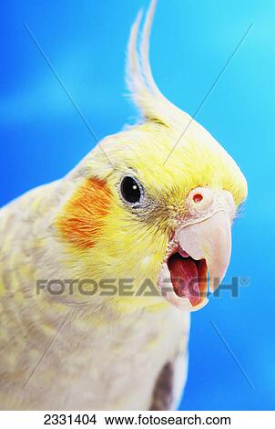 Cockatiel (nymphicus hollandicus); Vancouver canada View Large Photo Image Picture - Cockatiel (nymphicus hollandicus); Vancouver canada. Fotosearch