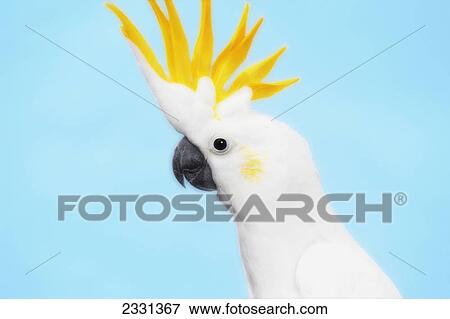 Stock Photo - Cockatoo. Fotosearch