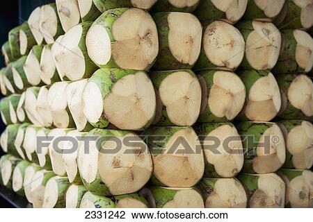 Coconuts for sale in boa viagem beach; Recife pernambuco brazil View Large Photo Image Stock Image - Coconuts for sale in boa viagem beach; Recife pernambuco brazil. Fotosearch