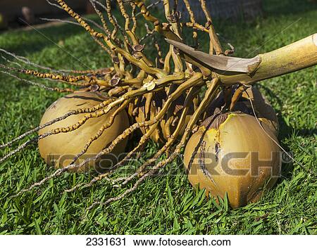 Stock Image - Coconuts lay on the grass after being cut down; Puerto vallarta mexico. Fotosearch