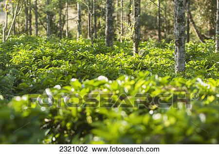 Coffee Plantation In A Forest Just Outside Madikeri; Kodagu State Karnataka India View Large Photo Image Stock Image - Coffee Plantation In A Forest Just Outside Madikeri; Kodagu State Karnataka India. Fotosearch