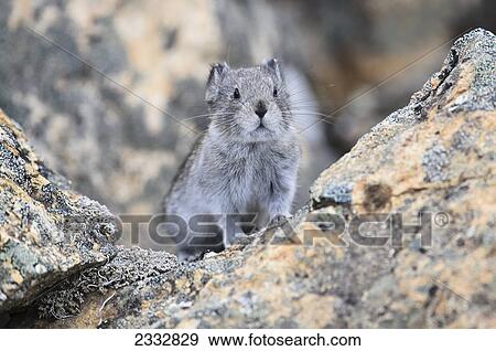 Collared Pika (Ochotona collaris) in rocks near Polychrome Pass in Denali National Park, Alaska View Large Photo Image Stock Photo - Collared Pika (Ochotona collaris) in rocks near Polychrome Pass in Denali National Park, Alaska. Fotosearch