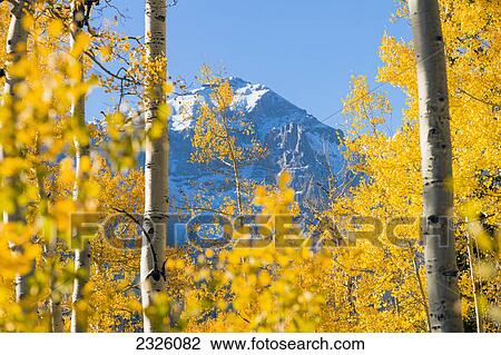 Colorado, Dallas Divide, Snowy mountain framed by autumn trees. View Large Photo Image Stock Image - Colorado, Dallas Divide, Snowy mountain framed by autumn trees.. Fotosearch