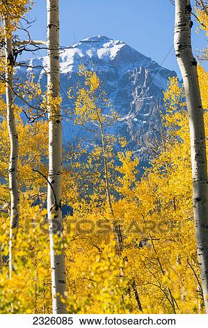 Colorado, Dallas Divide, Snowy mountain framed by autumn trees. View Large Photo Image Stock Photography - Colorado, Dallas Divide, Snowy mountain framed by autumn trees.. Fotosearch