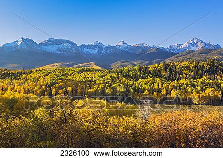 Colorado, Dallas Divide, Yellow Autumn trees, Mountain range and blue sky in distance. View Large Photo Image Stock Image - Colorado, Dallas Divide, Yellow Autumn trees, Mountain range and blue sky in distance.. Fotosearch