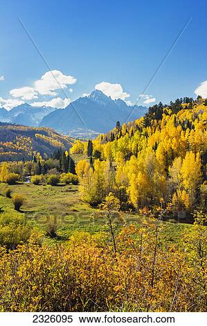 Colorado, Dallas Divide, Yellow Autumn trees, Mountain range and blue sky in distance. View Large Photo Image Stock Photography - Colorado, Dallas Divide, Yellow Autumn trees, Mountain range and blue sky in distance.. Fotosearch