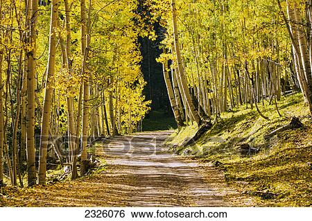 Stock Photograph - Colorado. Ohio Pass, Pathway lined with beautiful autumn trees.. Fotosearch