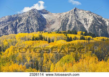 Colorado, Ohio Pass, Yellow Autumn trees, Mountain and blue sky in distance. View Large Photo Image Picture - Colorado, Ohio Pass, Yellow Autumn trees, Mountain and blue sky in distance.. Fotosearch