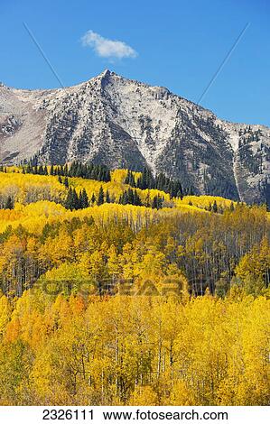 Stock Image - Colorado, Ohio Pass, Yellow Autumn trees, Mountain and blue sky in distance.. Fotosearch