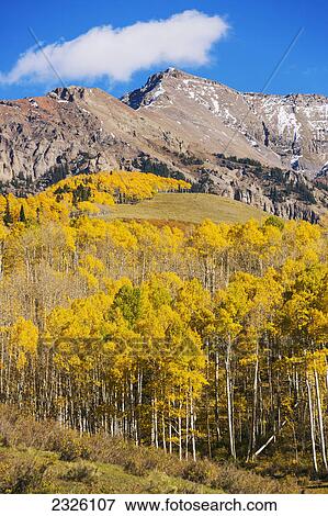 Stock Photo - Colorado, Ohio Pass, Yellow Autumn trees, Mountain range and blue sky in distance.. Fotosearch