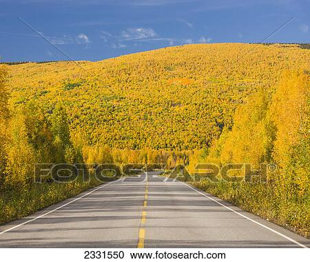 Colourful autumn foliage along the steese highway north of fairbanks on a sunny day; Fairbanks interior alaska united states of america View Large Photo Image Stock Image - Colourful autumn foliage along the steese highway north of fairbanks on a sunny day; Fairbanks interior alaska united states of america. Fotosearch