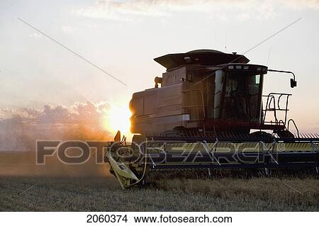 Picture - Combine Approaching In Field Of Lentils, Sunset Behind, Saskatchewan. Fotosearch