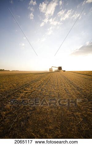 Stock Photo - Combine In Distance, Lentils Ready For Harvest, Saskatchewan. Fotosearch