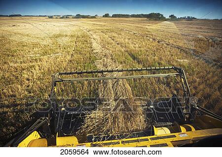Combine Swath Pick-Up, Redvers, Saskatchewan, Canada View Large Photo Image Picture - Combine Swath Pick-Up, Redvers, Saskatchewan, Canada. Fotosearch