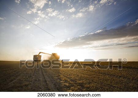Stock Image - Combine Unloading Lentils Into Grain Truck, Saskatchewan. Fotosearch