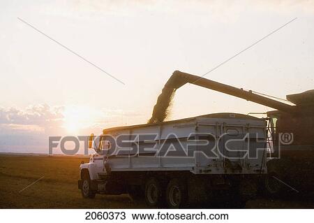 Stock Image - Combine Unloads Lentils In Truck At Sunset, Saskatchewan. Fotosearch