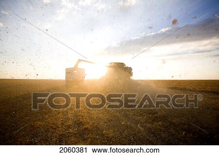 Stock Image - Combine Unloads Lentils In Truck At Sunset, Saskatchewan. Fotosearch