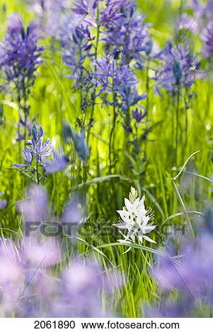 Common Camas (Camassia Quamash) In Victoria, Bc View Large Photo Image Stock Image - Common Camas (Camassia Quamash) In Victoria, Bc. Fotosearch