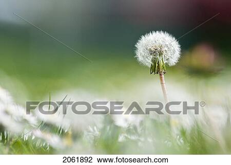 Stock Image - Common Dandelion, Victoria, Bc. Fotosearch