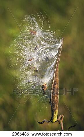 Stock Photography - Common Milkweed Plant Seed Head In Autumn. Lake Erie Shoreline, Ontario. Canada.. Fotosearch