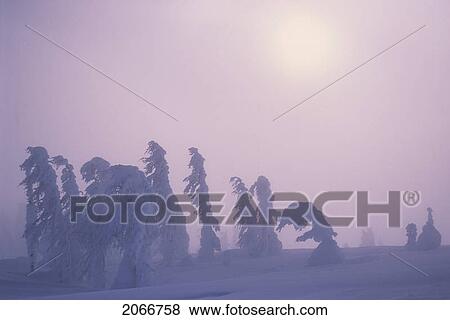 Stock Photo - Coniferous Trees Bent Over And Heavy With Snow, Hellroaring Creek, East Kootenays, Bc. Fotosearch