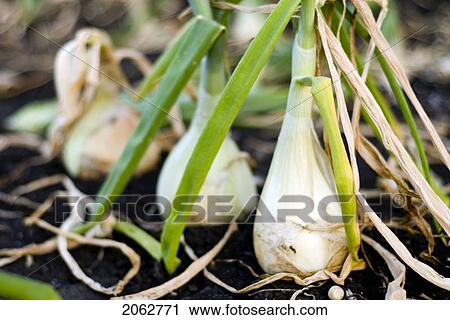 Stock Image - Cooking Onions In The Ground, Organic Garden, Manitoba, Canada. Fotosearch