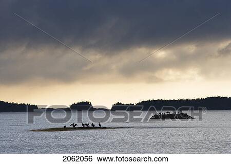 Cormorants At Taylor Head Prov Park, Nova Scotia, Canada View Large Photo Image Stock Photograph - Cormorants At Taylor Head Prov Park, Nova Scotia, Canada. Fotosearch