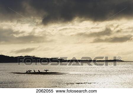 Cormorants At Taylor Head Prov Park, Nova Scotia, Canada View Large Photo Image Stock Photography - Cormorants At Taylor Head Prov Park, Nova Scotia, Canada. Fotosearch