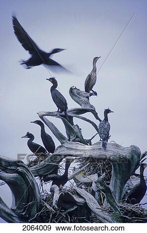 Stock Photo - Cormorants Fly Above Driftwood, Grey Sky, Galiano Island, Bc. Fotosearch