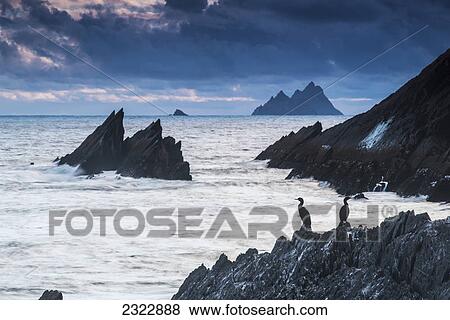 Stock Photo - Cormorants on the rocks; Iveragh peninsula county kerry ireland. Fotosearch