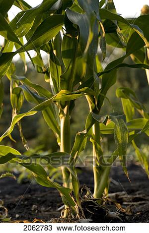 Corn Stalks In Organic Garden, Manitoba, Canada View Large Photo Image Stock Image - Corn Stalks In Organic Garden, Manitoba, Canada. Fotosearch